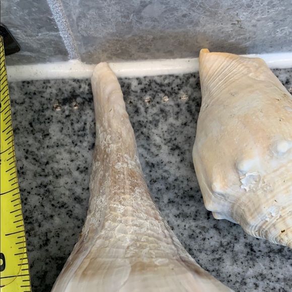 Natural Sea Shell Home Accent Decor - Picture 6 of 6